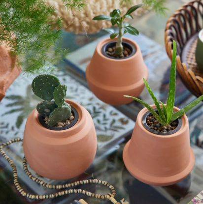 Terracotta Grow Kits